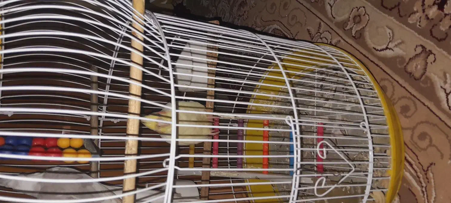 عروس هلندی|پرنده|کارون, |دیوار