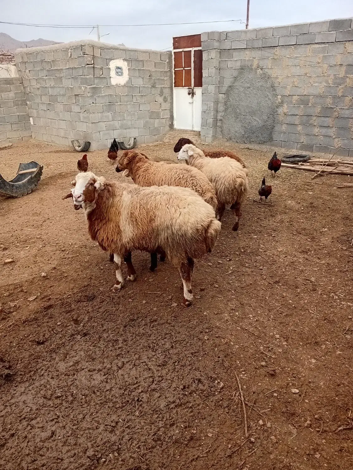 ۵۰۰۰۰۰۰۰۰|حیوانات مزرعه|اسفراین, |دیوار