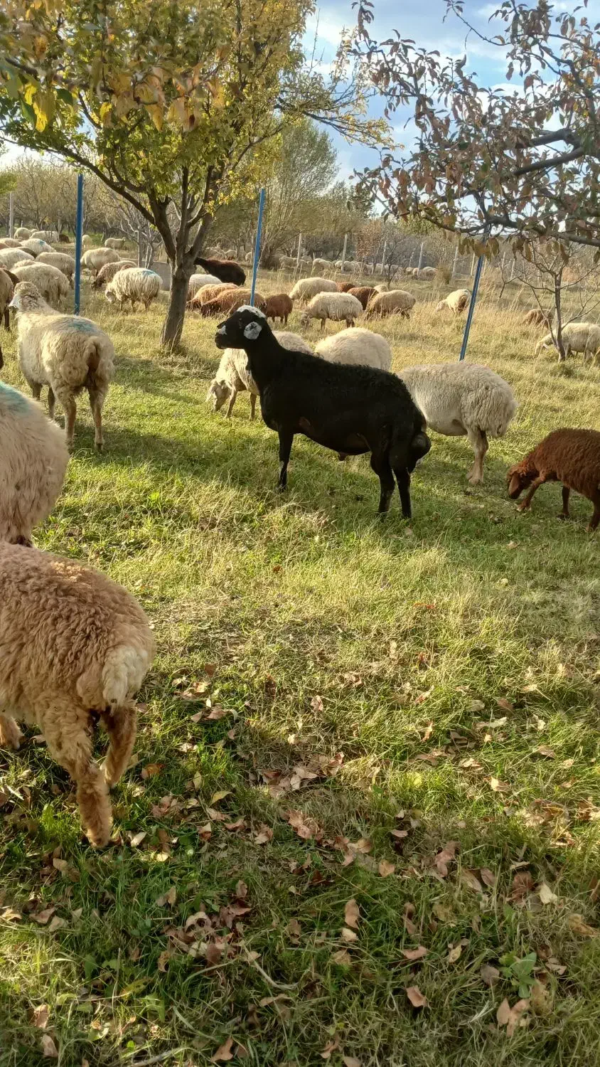 دامزلخ|حیوانات مزرعه|اهر, |دیوار