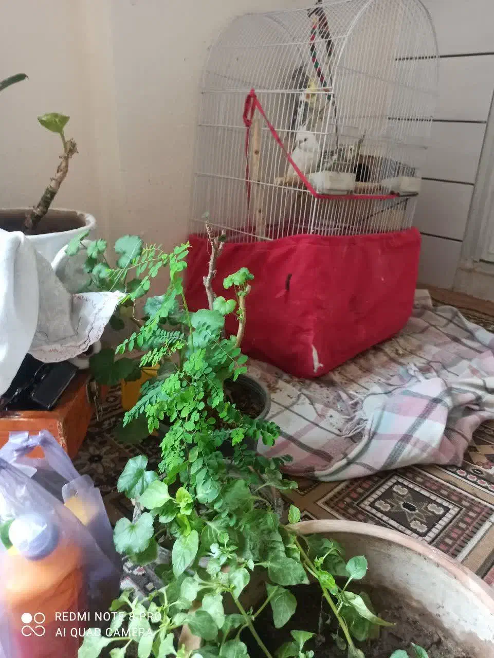 عروس هلندی|پرنده|اصفهان, ولدان|دیوار