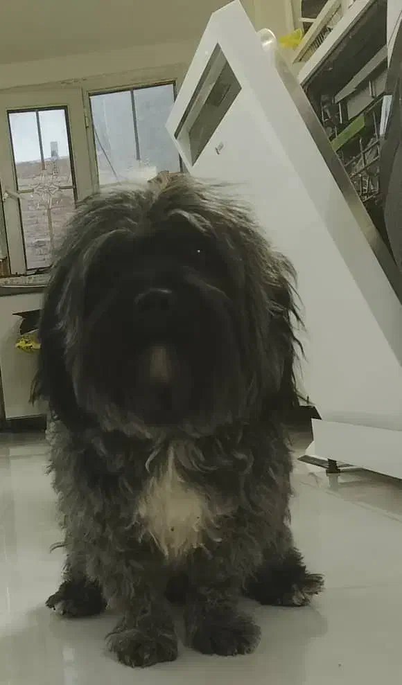 شیتزو نر 3 ساله رنگ خاص|سگ|کرمان, |دیوار