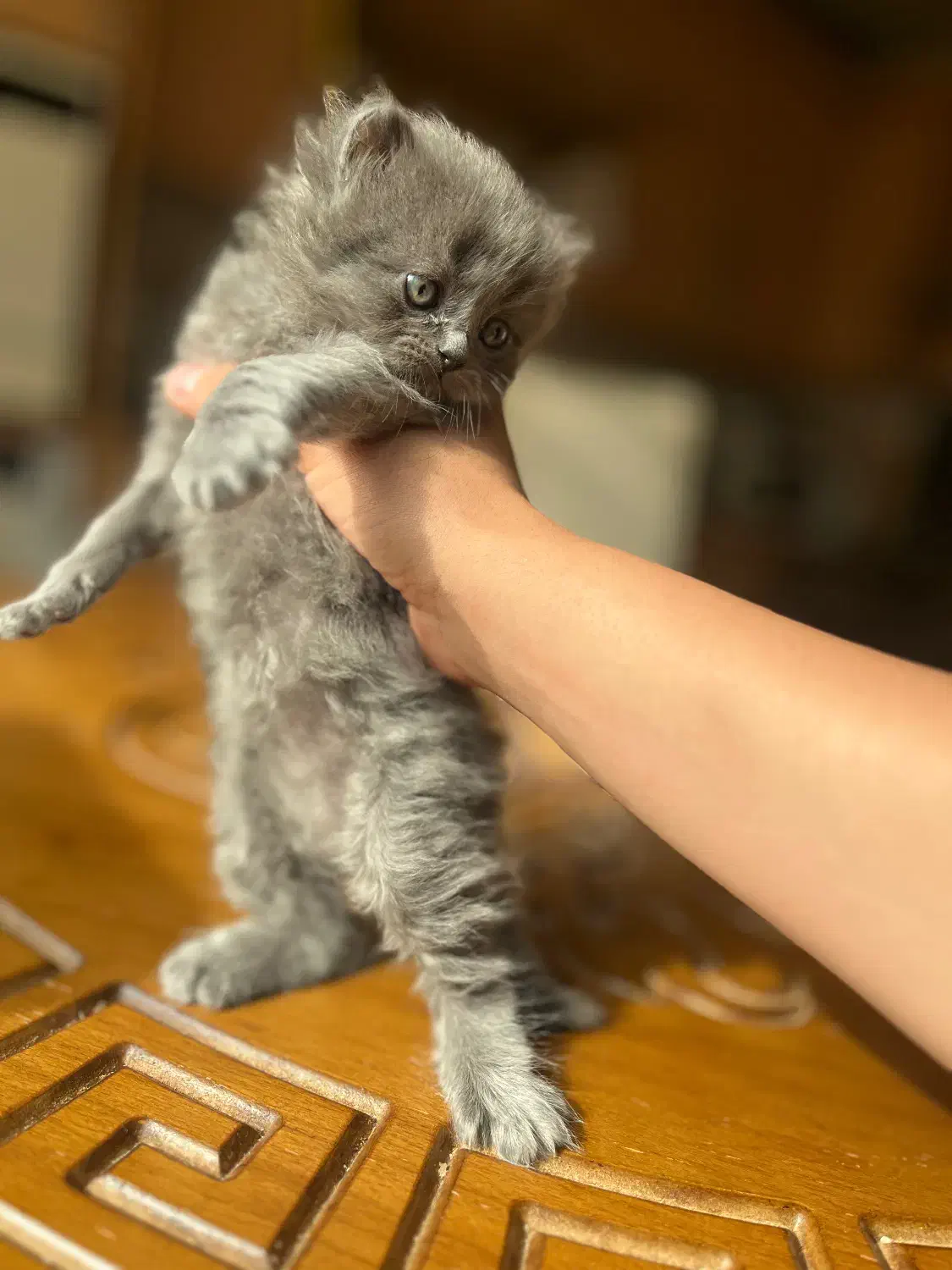 دختر اسکاتیش مدیوم هیر|گربه|خرم‌آباد, |دیوار