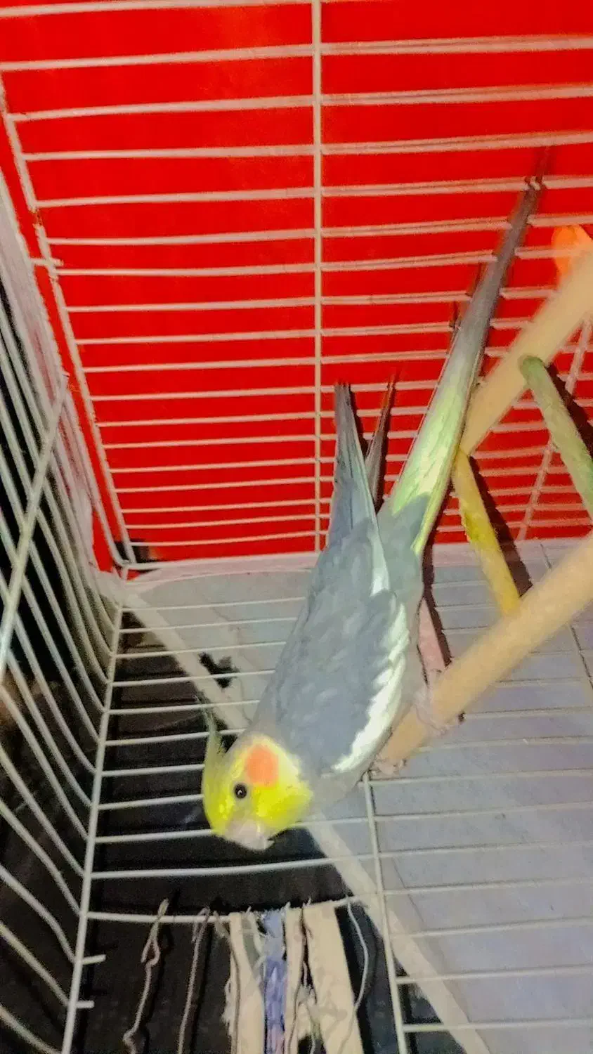 عروس هلندی نر سخن گو و دستی|پرنده|رشتخوار, |دیوار