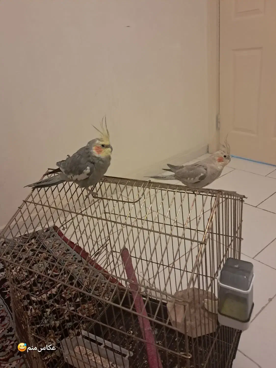 عروس هلندی  نر و ماده|پرنده|پرند, فاز ۶|دیوار