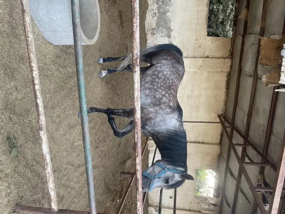 فروش اسب|اسب و تجهیزات اسب‌سواری|هشتگرد, ینگی امام|دیوار