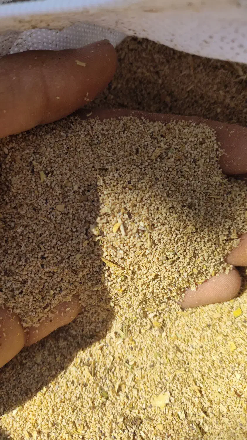 بذر درجه یک شرطی میدم . توم|گل و گیاه طبیعی|شاهیوند, |دیوار