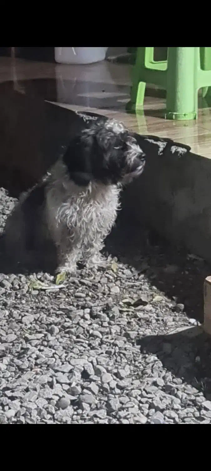 واگذاری رایگان|سگ|نوشهر, |دیوار