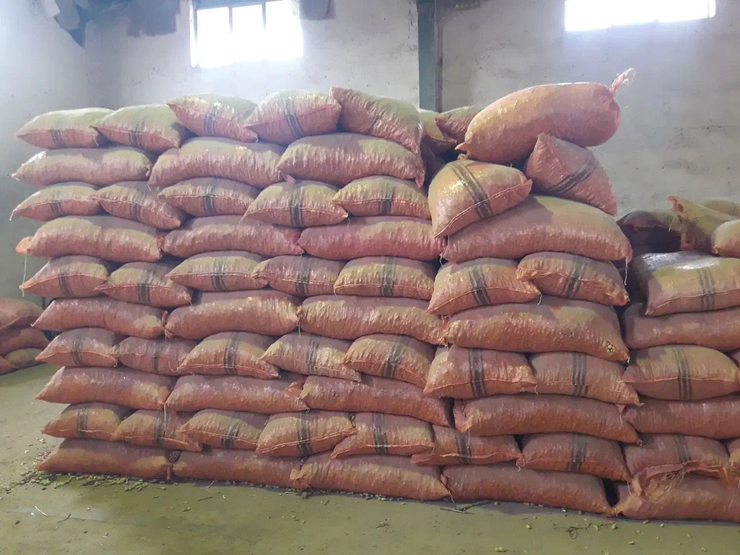 بادام زمینی تازه عمده و خرده|عمده‌فروشی|شوط, |دیوار