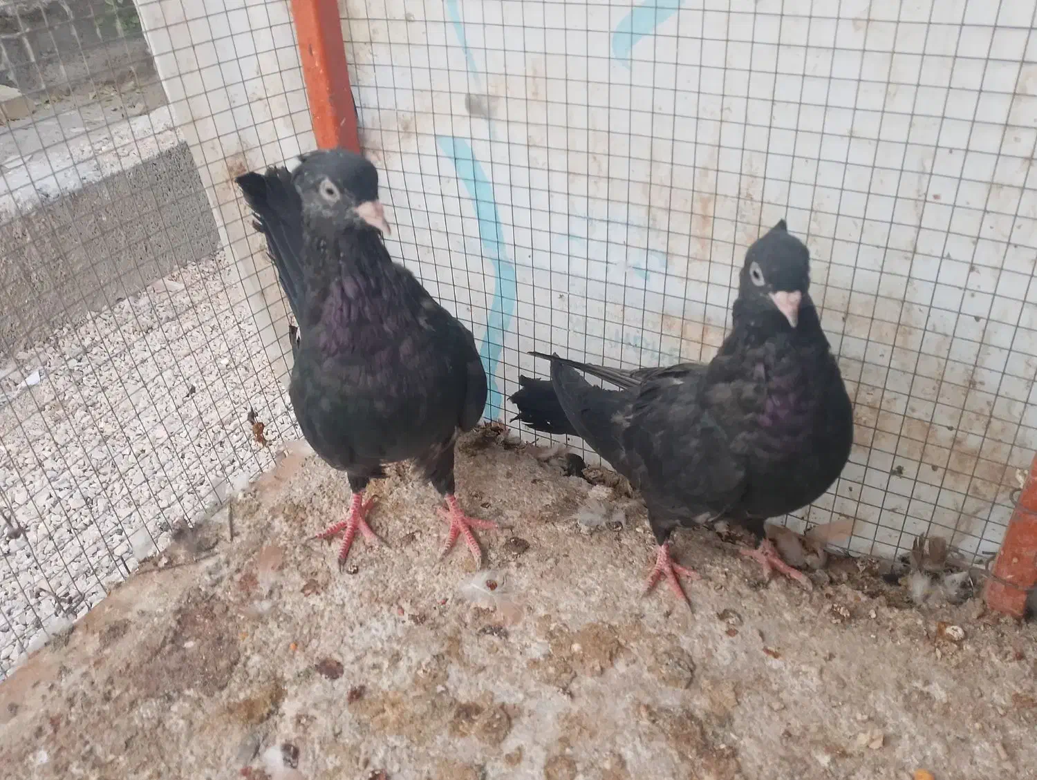 سیاه و دوکت|پرنده|مهر, |دیوار