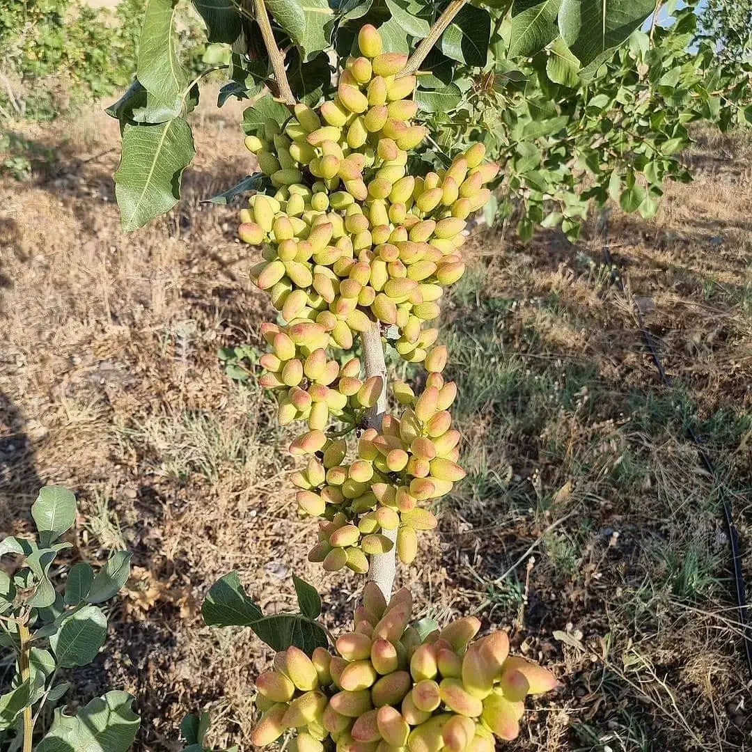 بهترین پسته از خود تولید کننده|خدمات باغبانی و درختکاری|قزوین, |دیوار