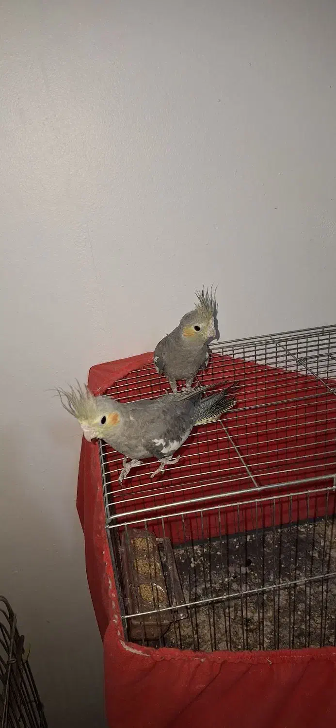 عروس هلندی|پرنده|رباط‌کریم, رباط‌کریم|دیوار