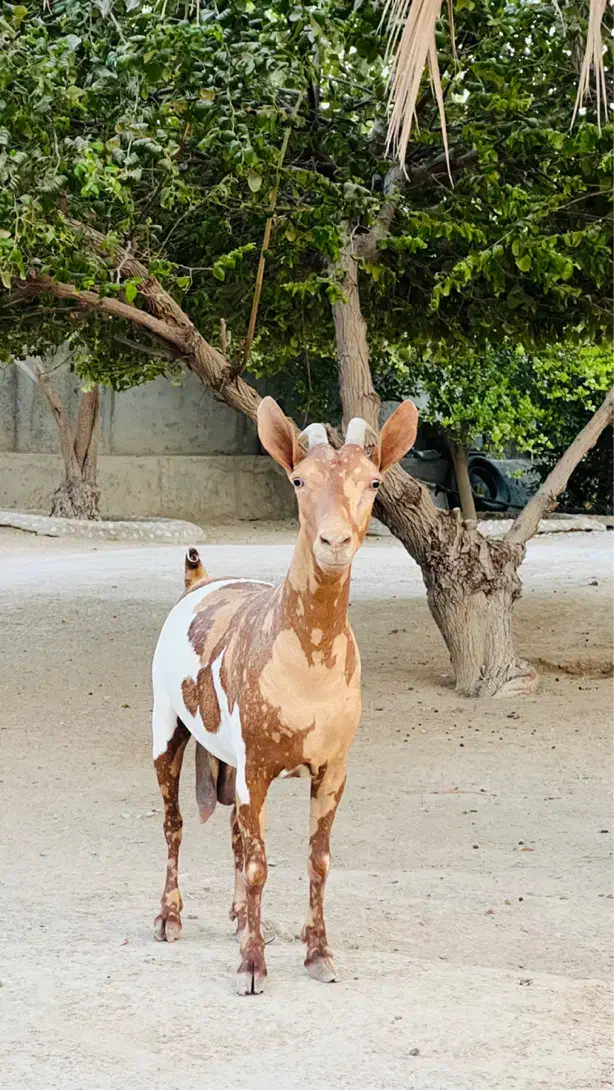 فروش یک عدد بز وارداتی اصل اصل|حیوانات مزرعه|بندرعباس, |دیوار