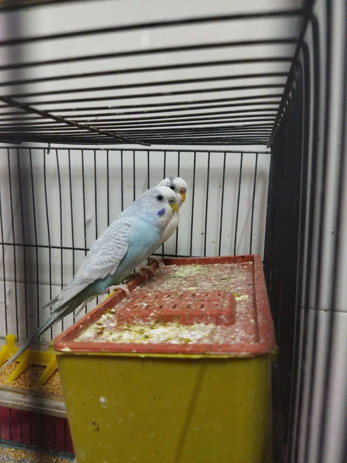 یک جفت مرغ عشق|پرنده|یزد, |دیوار