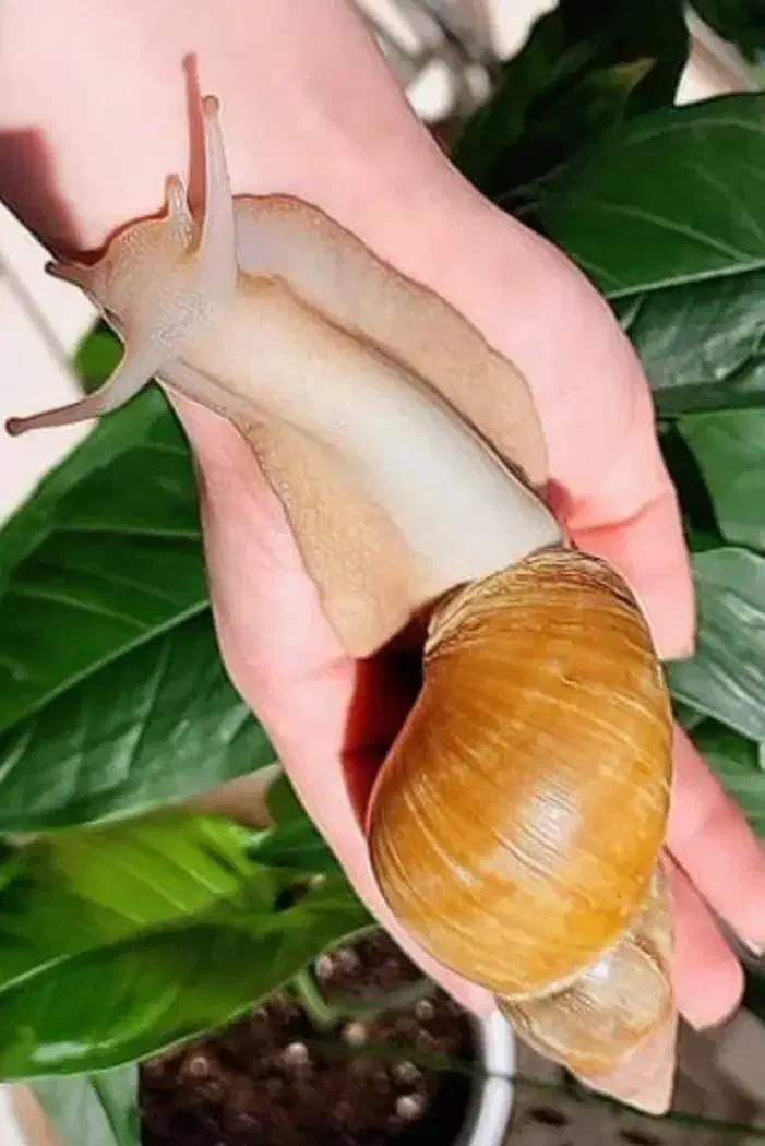 فروش حلزون|خزنده|اهواز, کوی باهنر|دیوار