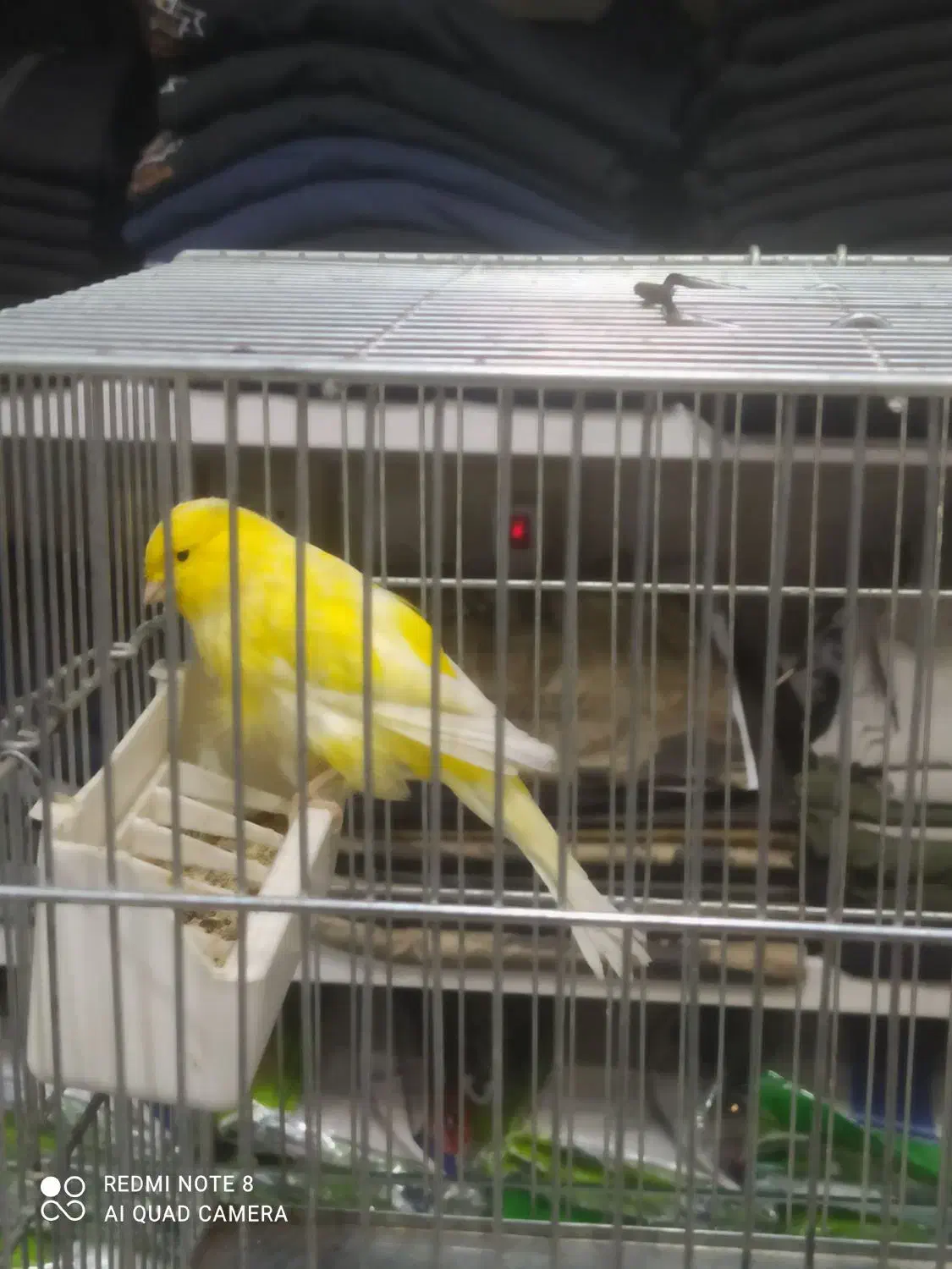 قناری نر و ماده|پرنده|تهران, شهرک طالقانی|دیوار