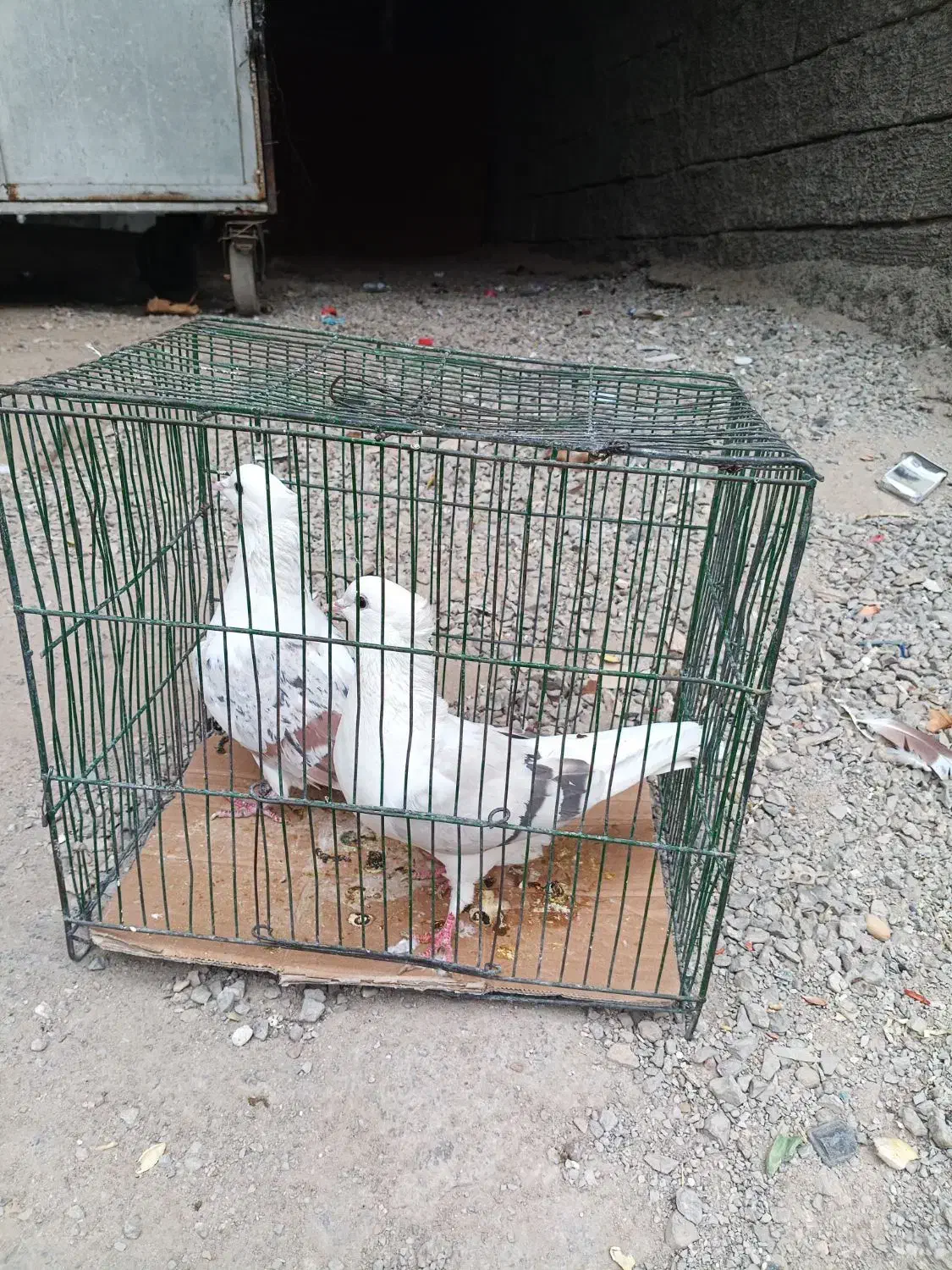 خوشونه|پرنده|خرمآباد, |دیوار