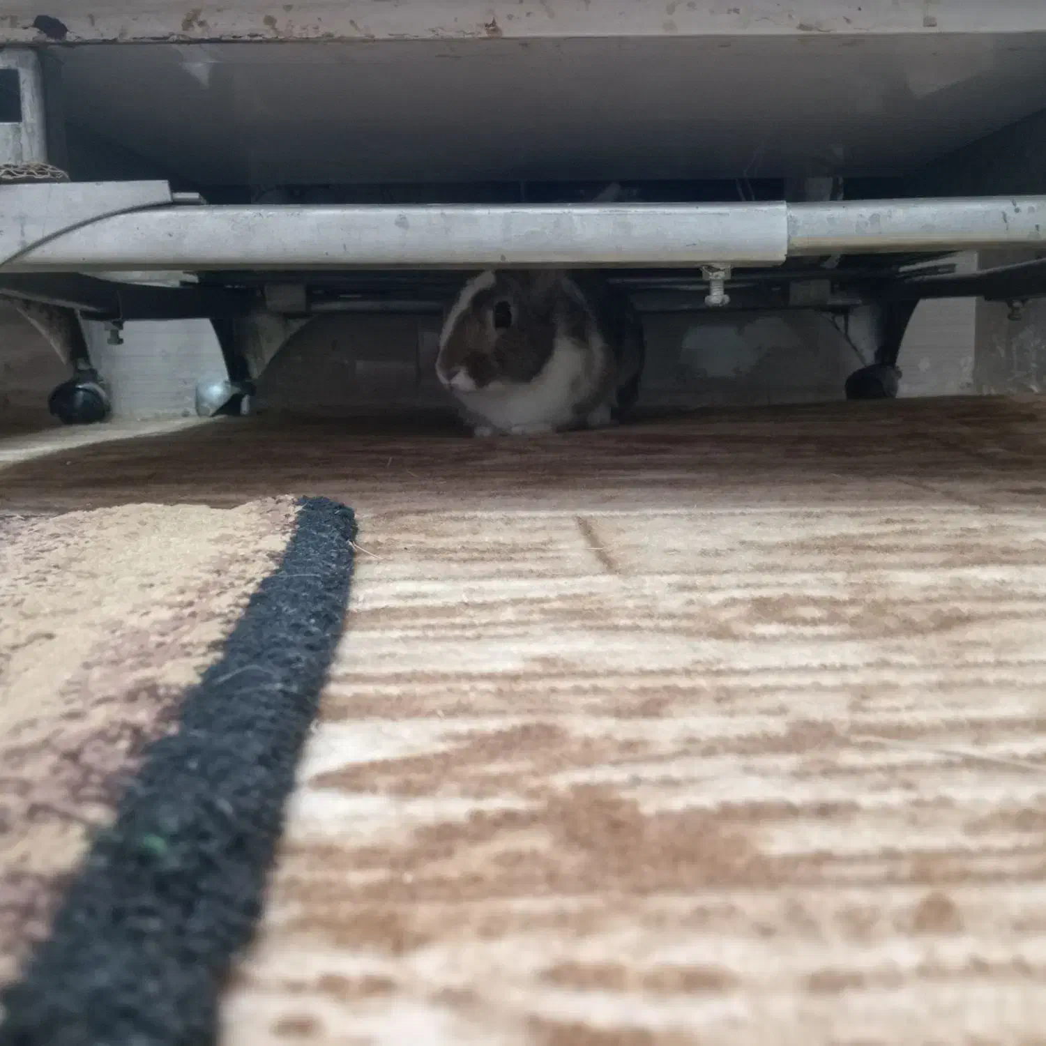 سلام، خرگوش، بازی گوش سرحال در حمیدیه|موش و خرگوش|حمیدیه, |دیوار