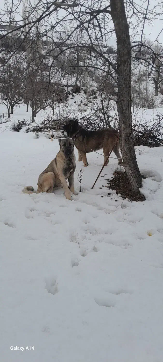 فروشی|سگ|کندوان, |دیوار