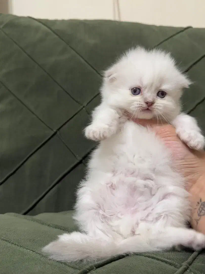 گربه اسکاتیش|گربه|کرمانشاه, |دیوار