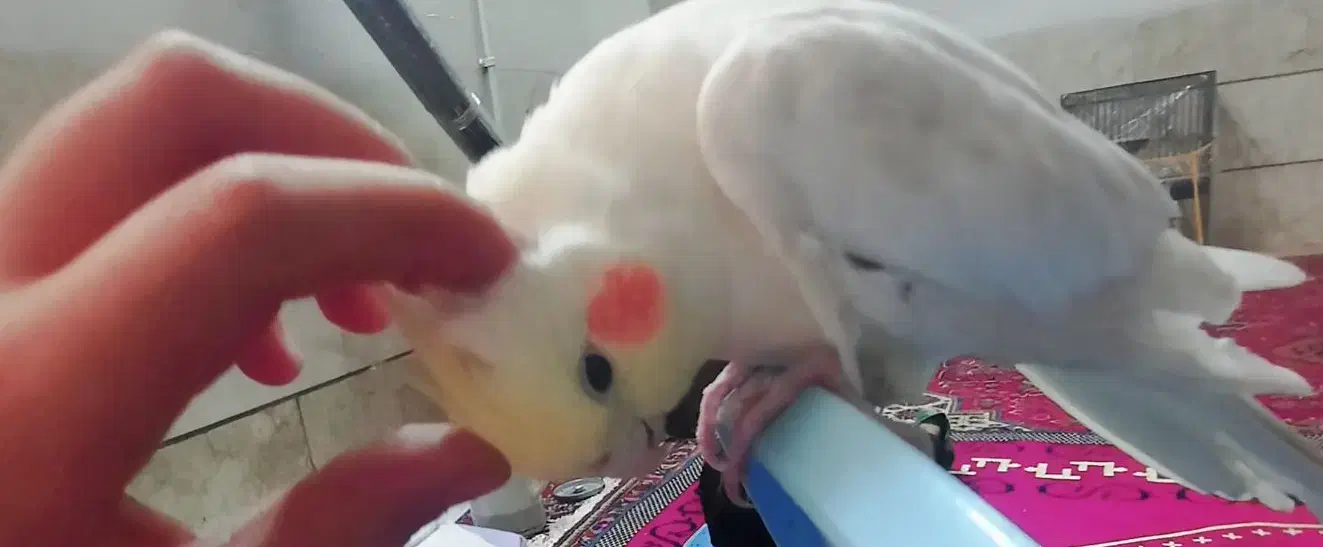 عروس هلندی دستی|پرنده|شیراز, شهرک مدرس|دیوار