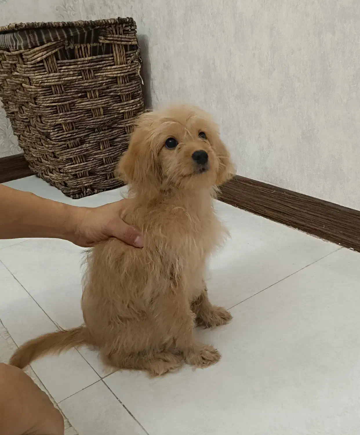 واگذاری سگ|سگ|صدرا-فارس, فاز ۲|دیوار