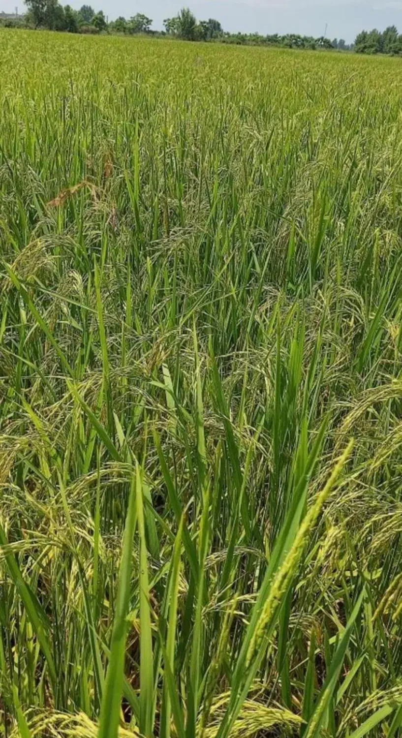 800 کیلو برنج طارم هاشمی|خوردنی و آشامیدنی|بابلسر, |دیوار