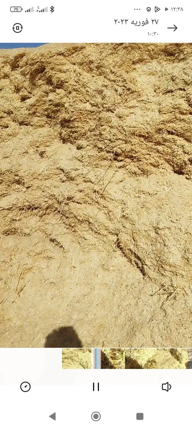 کاه کمباینی|عمده‌فروشی|مشهد, انقلاب|دیوار