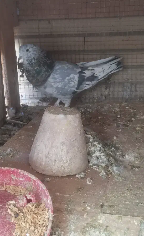 کبوتر نر  سرور|پرنده|اصفهان, گلزار|دیوار