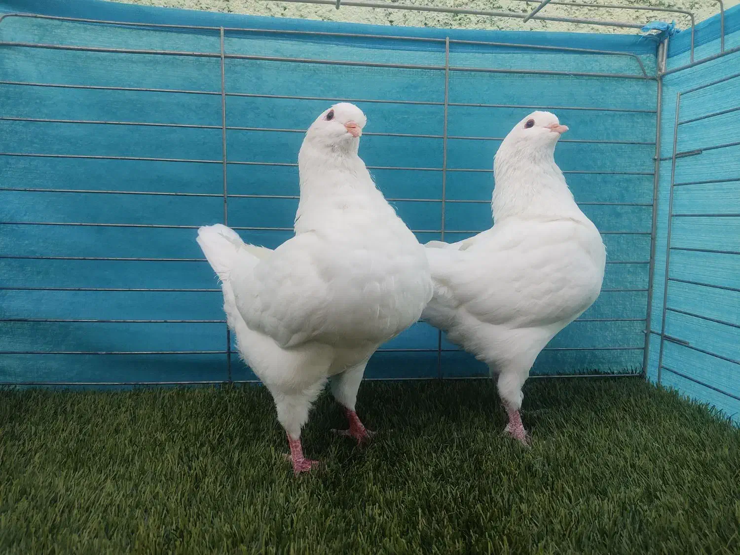 کبوترکینگ|پرنده|یزد, |دیوار