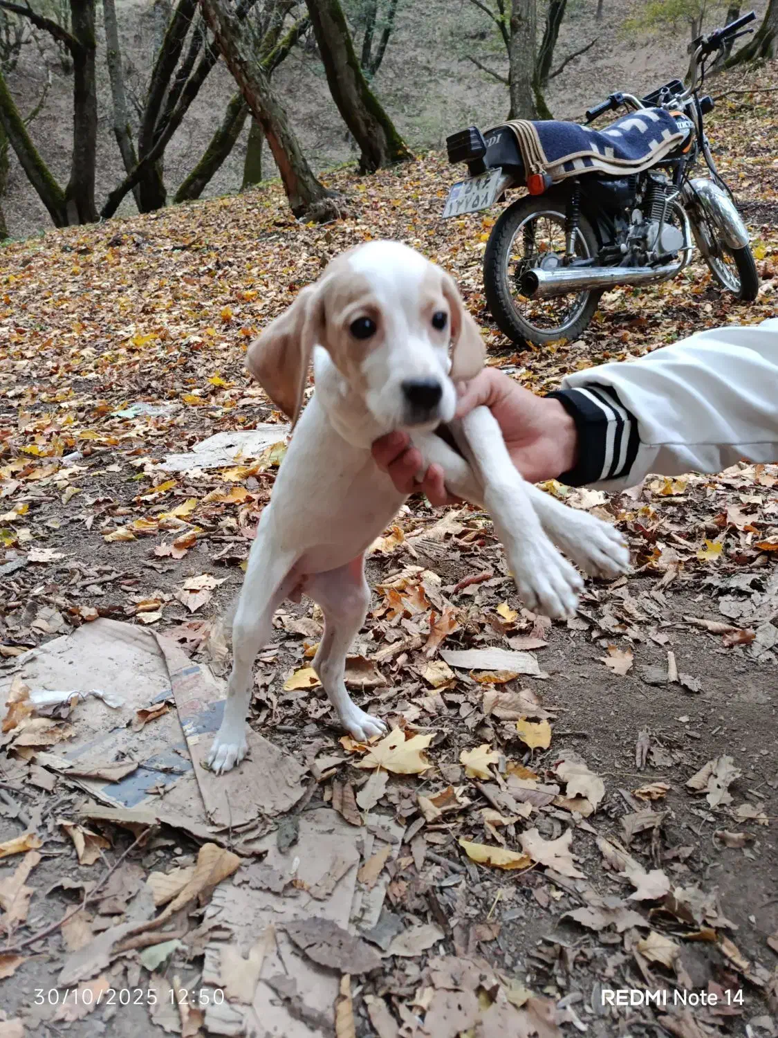 واگذاری توله سگ اصل انگلیس 3 ماهه ماده|سگ|گلی داغ, |دیوار