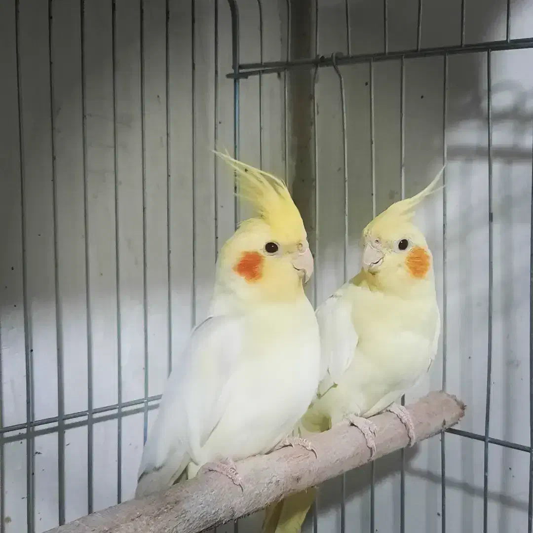 عروس هلندی|پرنده|نسیمشهر, |دیوار