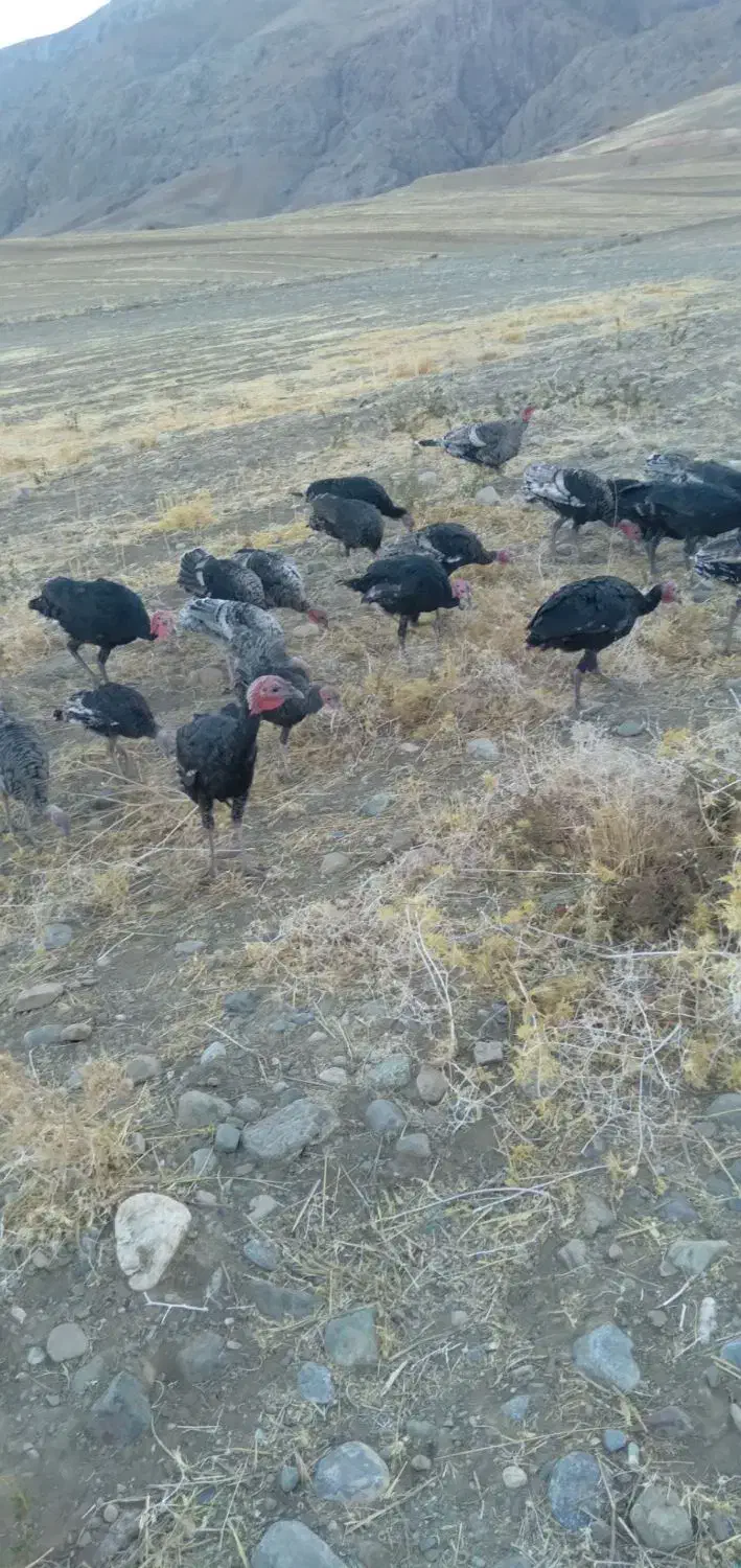 فروشی دونه ای|حیوانات مزرعه|سیلاخور, |دیوار