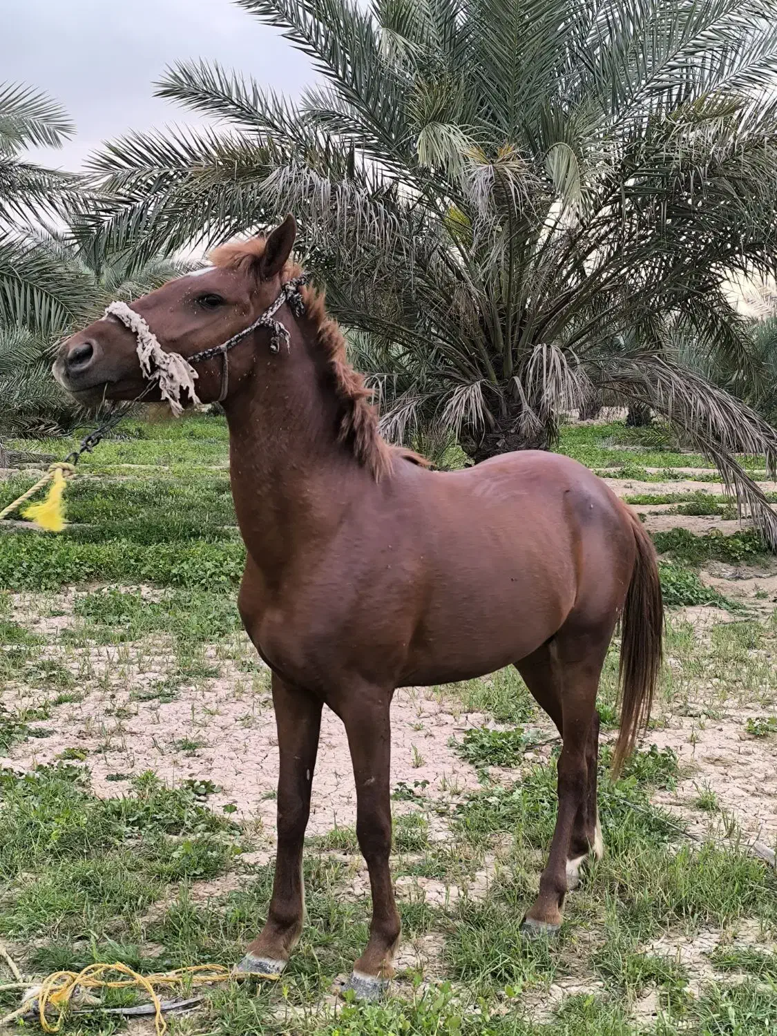 اسب|اسب و تجهیزات اسب‌سواری|چمران, |دیوار