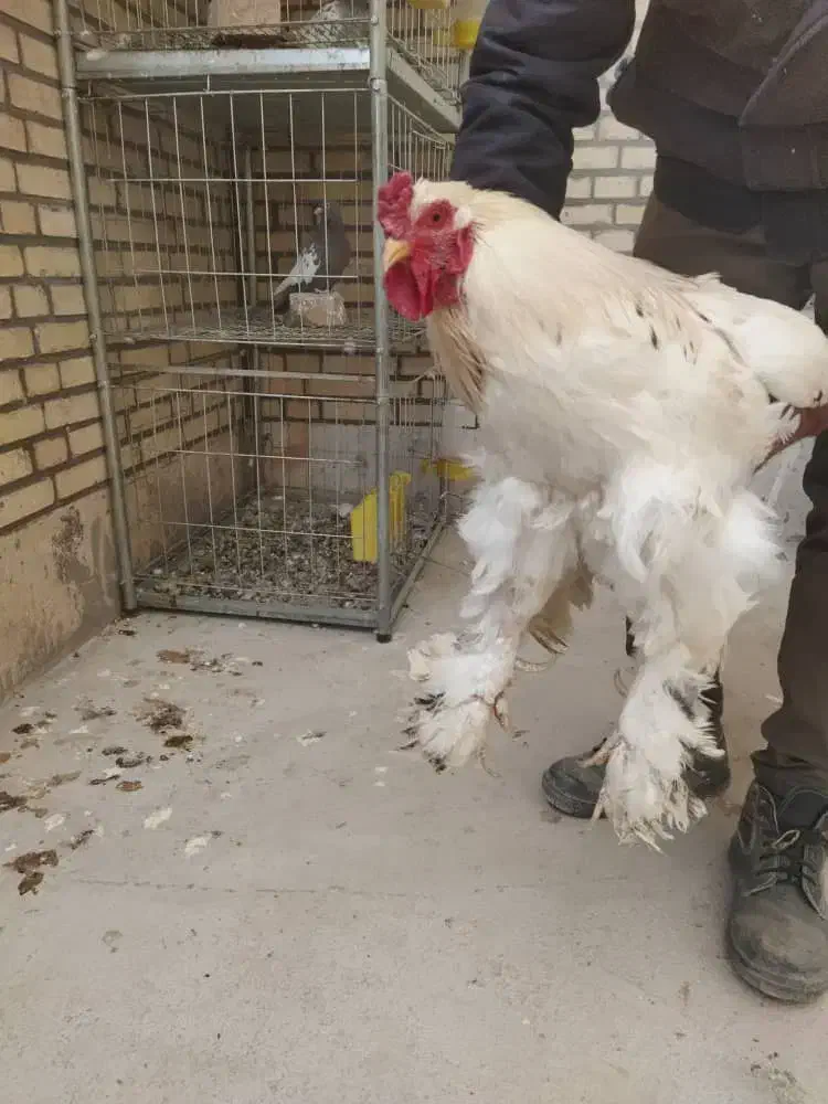 تخم مرغ نطفه دار برهما وایت اصل|حیوانات مزرعه|اردکان, |دیوار