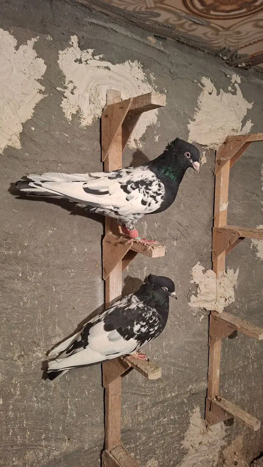 کبوتر کله سیاه جفتی|پرنده|مرودشت, رامجرد یک|دیوار