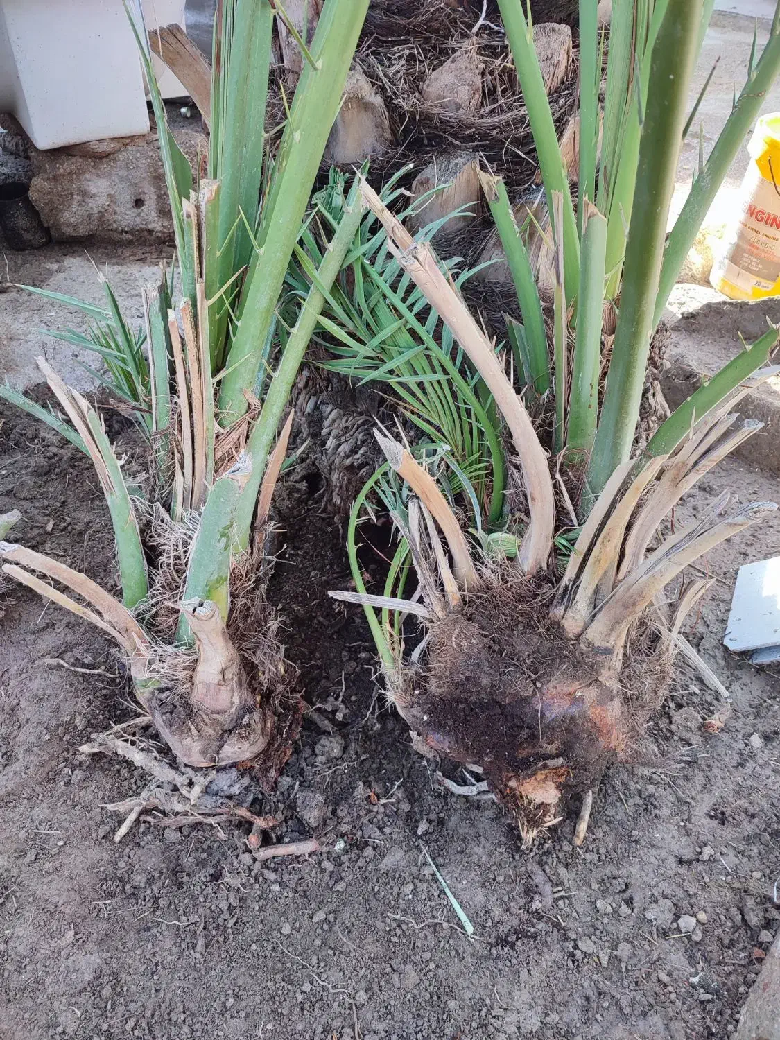 نخل|گل و گیاه طبیعی|رامهرمز, |دیوار