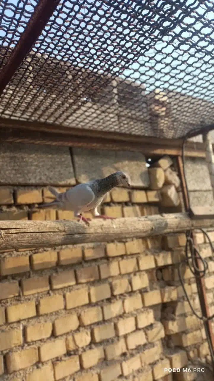 سه تا نر دورگ|پرنده|بهبهان, |دیوار