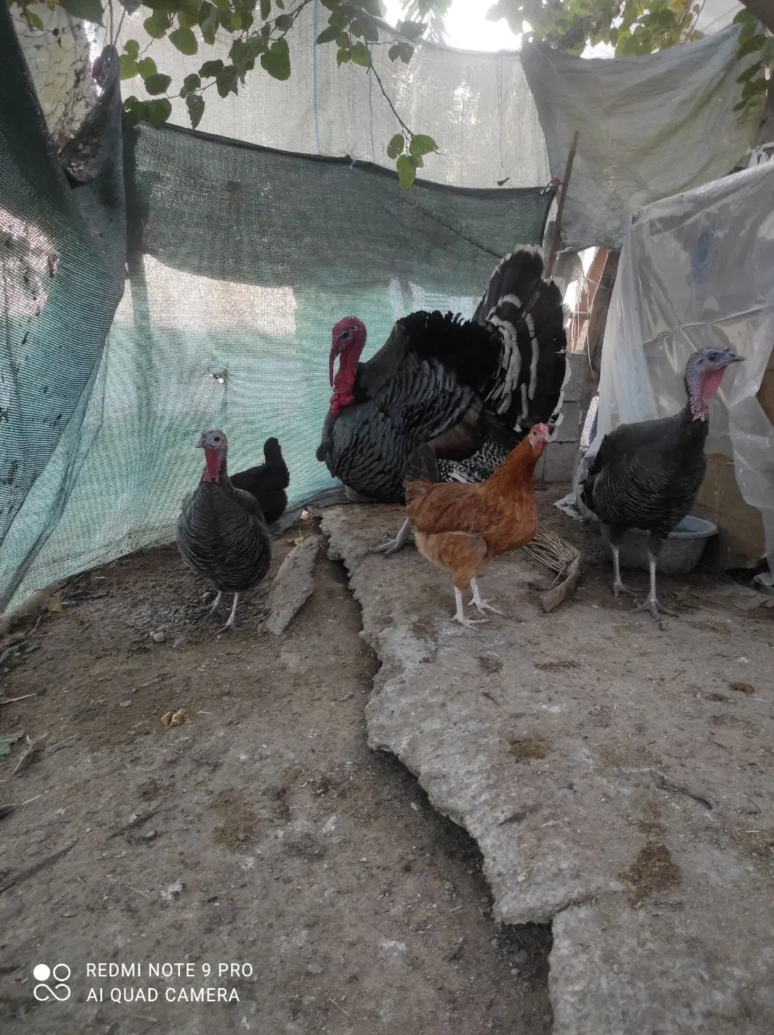 بوقلمون نر سنگین|حیوانات مزرعه|بندر گناوه, |دیوار