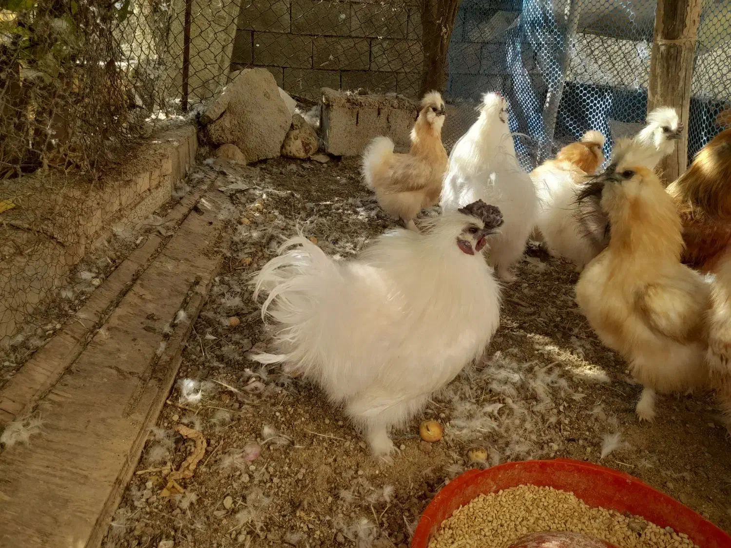 فروش خورس ابریشمی اصل|حیوانات مزرعه|باغ ملک, |دیوار