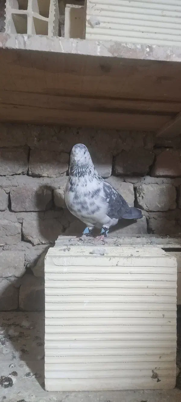 سوسکی درجه و یک|پرنده|زنده رود, |دیوار