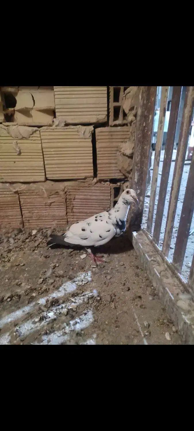 سار سبز مسافتی مینا کرمانی یهودی کویتی|پرنده|مه ولات, |دیوار