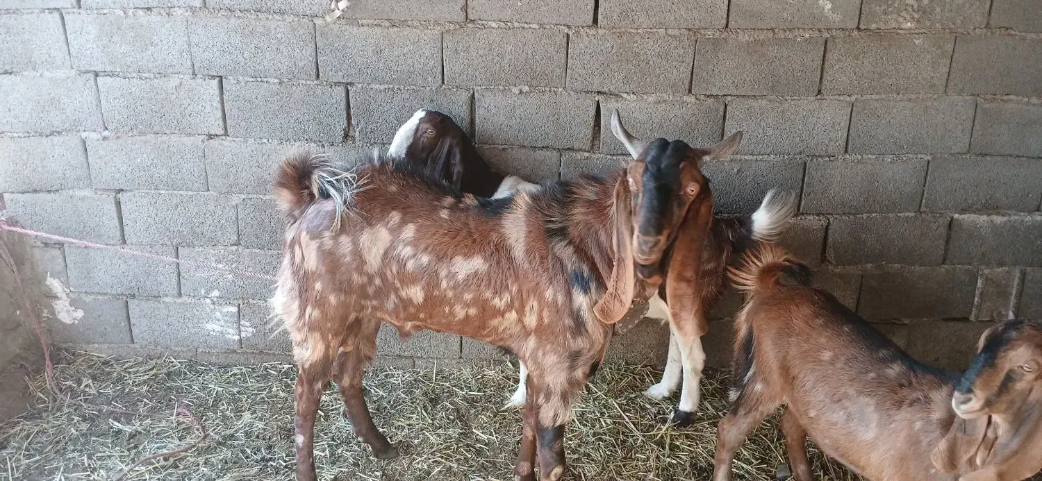 بز پاکستانی|حیوانات مزرعه|احمدآبادمستوفی, |دیوار