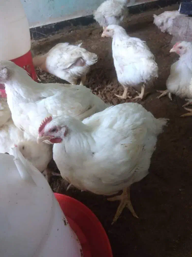 مرغ گوشتی آمل|حیوانات مزرعه|شیراز, شهرک مطهری|دیوار