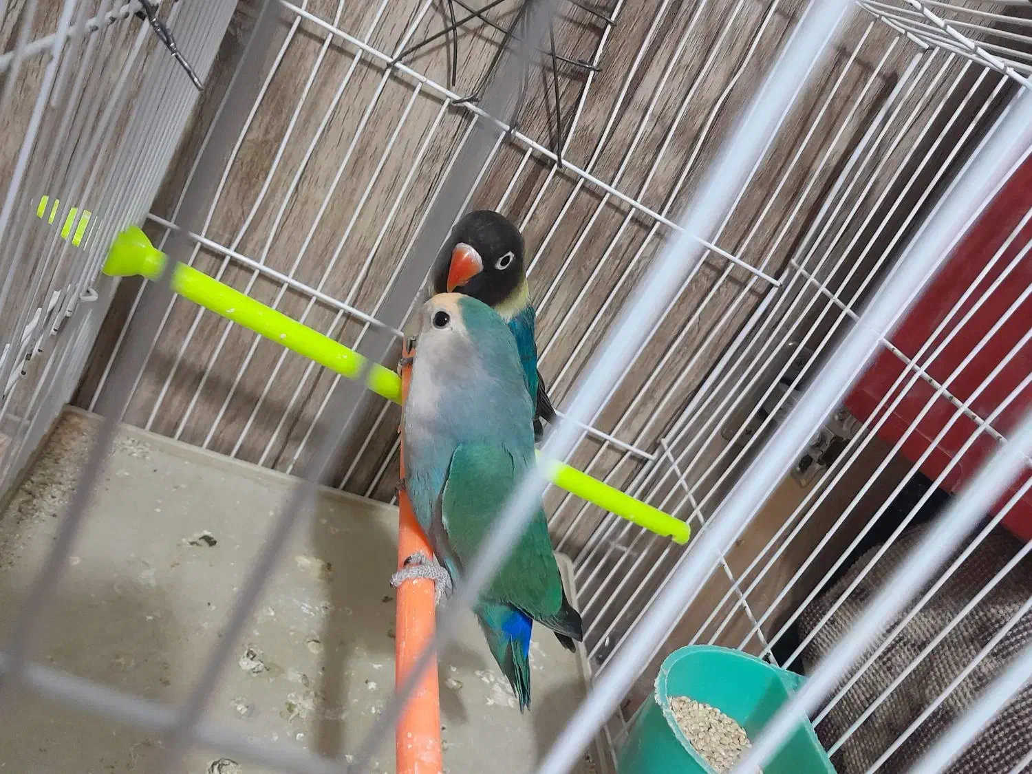 یک جفت کوتوله به شرط تخم جوجه|پرنده|تربت جام, کشتارگاه|دیوار