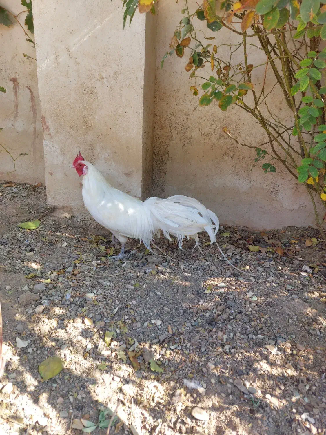 خروس فونیکس سفید تاج میل|حیوانات مزرعه|رودهن, |دیوار