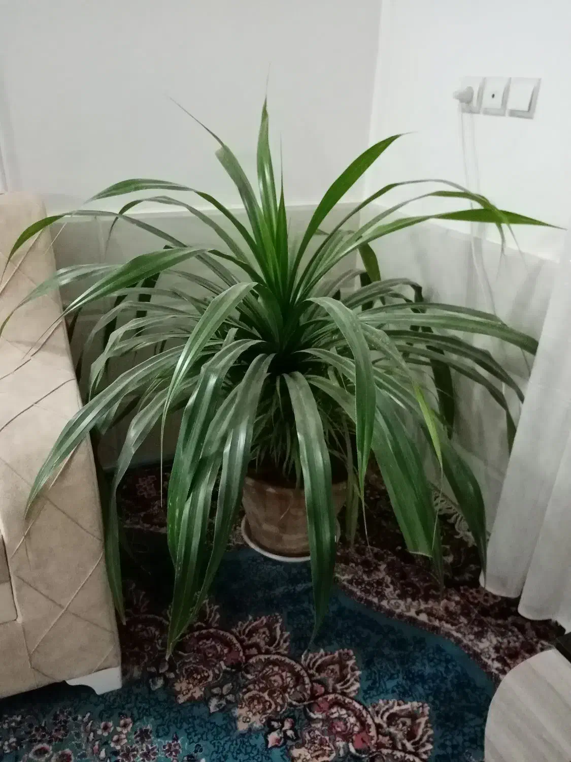 گل پاندانوس|گل و گیاه طبیعی|خلیل آباد, |دیوار