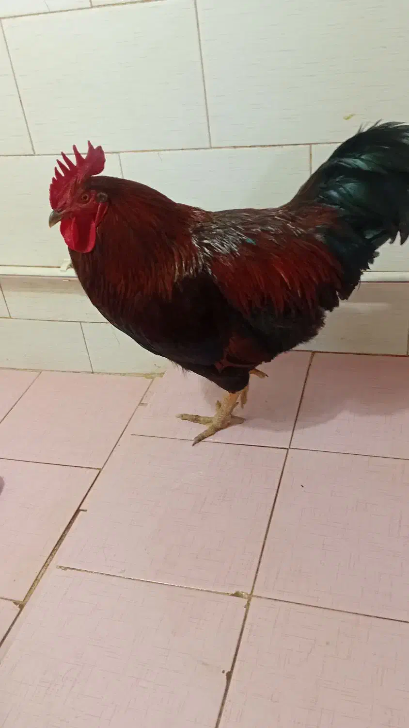 خروس|حیوانات مزرعه|سیلاخور, |دیوار