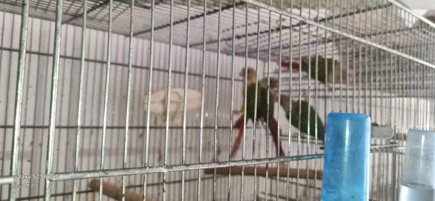 فروش یکجا سالن پرنده به همراه تجهیزات حرفه ایی|پرنده|چهاردانگه (تهران), |دیوار