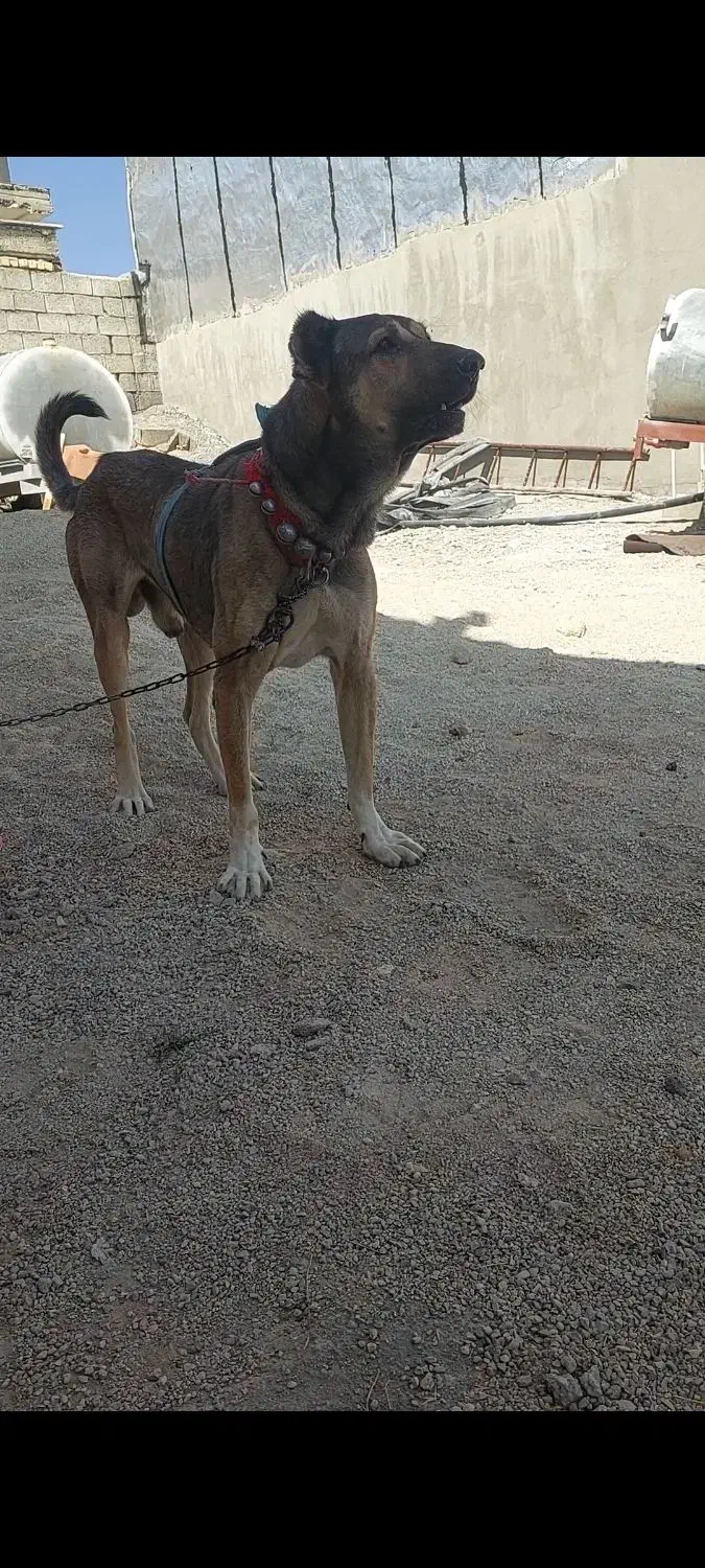 گم شده|سگ|ارژن, |دیوار