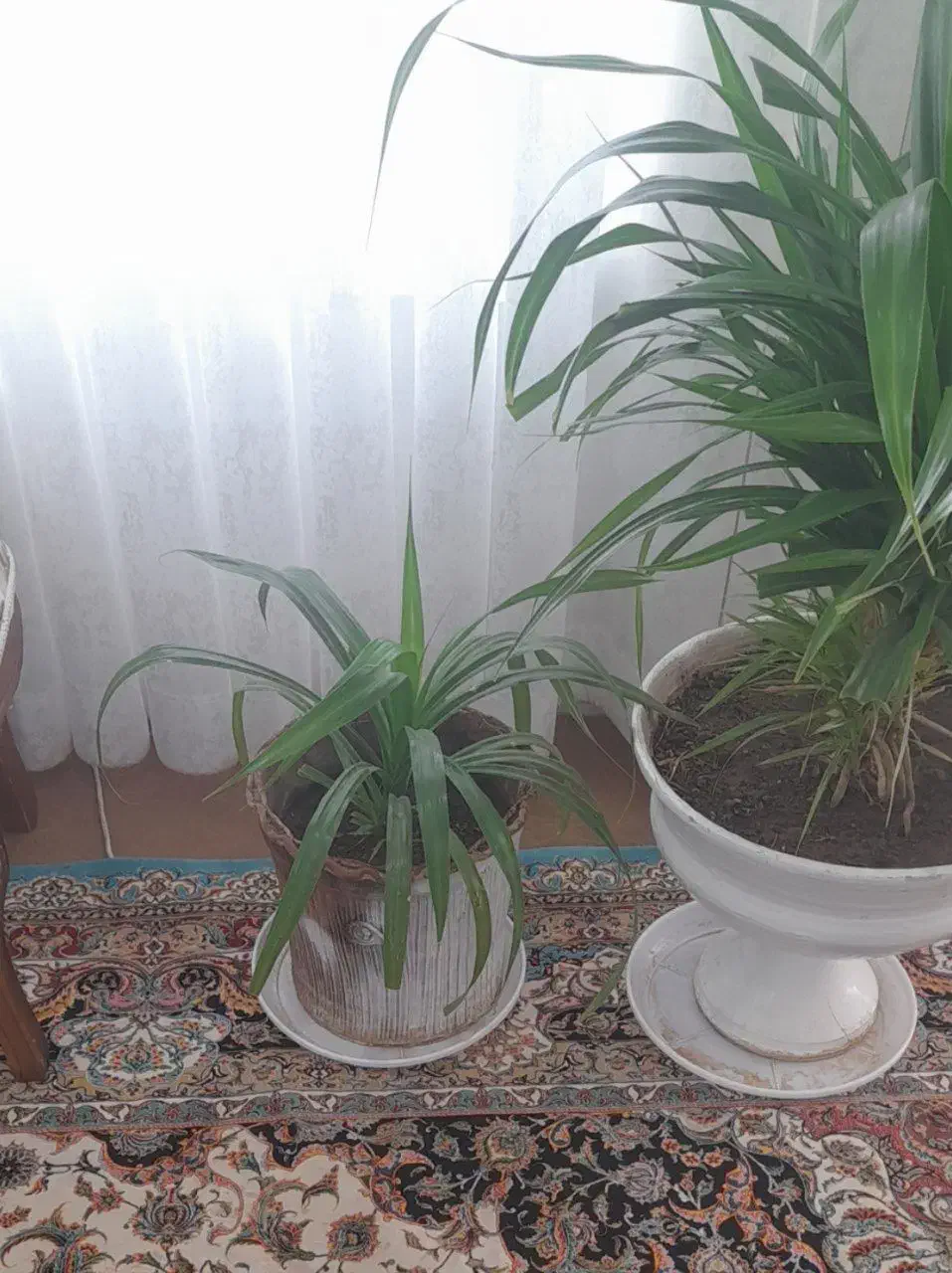 گلها فروشی توافقی|گل و گیاه طبیعی|تربت جام, تیپ ۳۸ زرهی تربت جام|دیوار